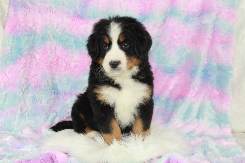 Abilene, KansasBernese Mountain Dog Puppies for sale by Blue Diamond Family Pups Kennel.